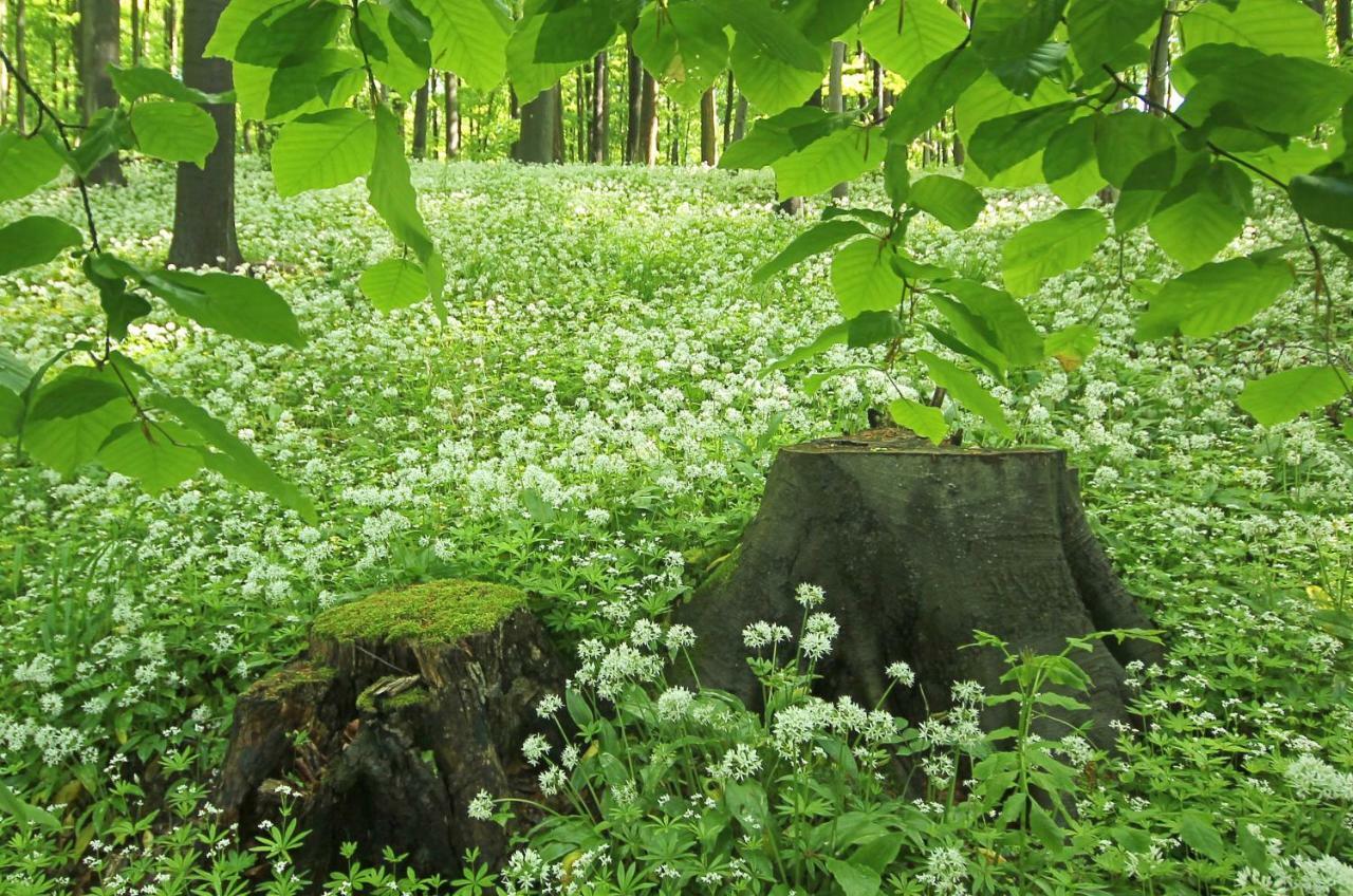 Hainich-Zeit Rodeberg 外观 照片